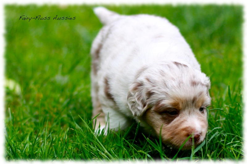 Mini     Aussie Welpen - Mini Aussie Züchter - Gesunde Mini   Aussies