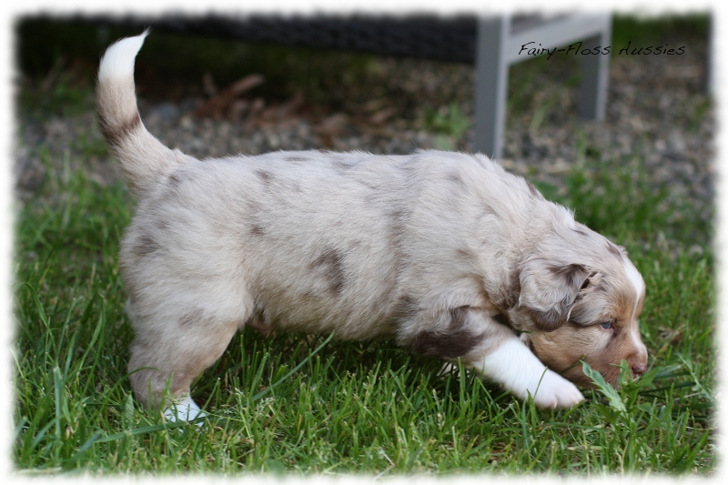 Mini            Aussie Welpen - Mini Aussie Züchter - Gesunde Mini   Aussies