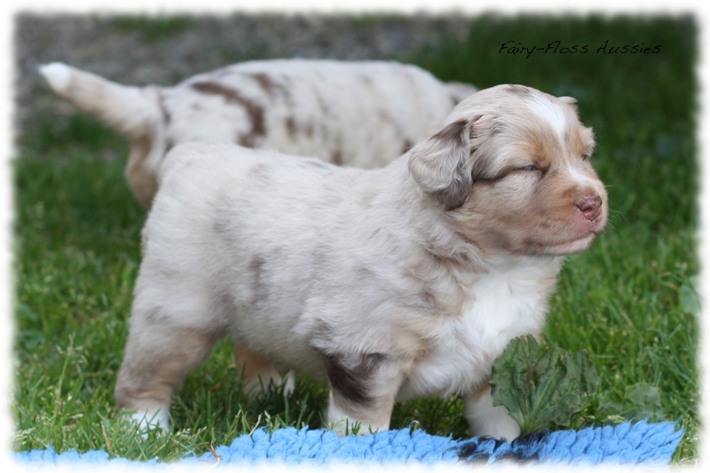 Mini             Aussie Welpen - Mini Aussie Züchter - Gesunde Mini   Aussies