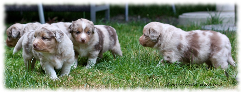 Mini  Aussie Welpen - Mini Aussie Züchter - Gesunde Mini Aussies