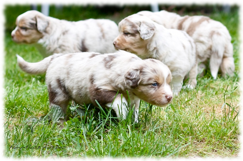 Mini  Aussie Welpen - Mini Aussie Züchter - Gesunde Mini Aussies