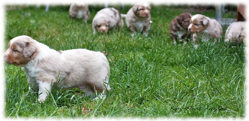 Mini  Aussie Welpen - Mini Aussie Züchter - Gesunde Mini Aussies