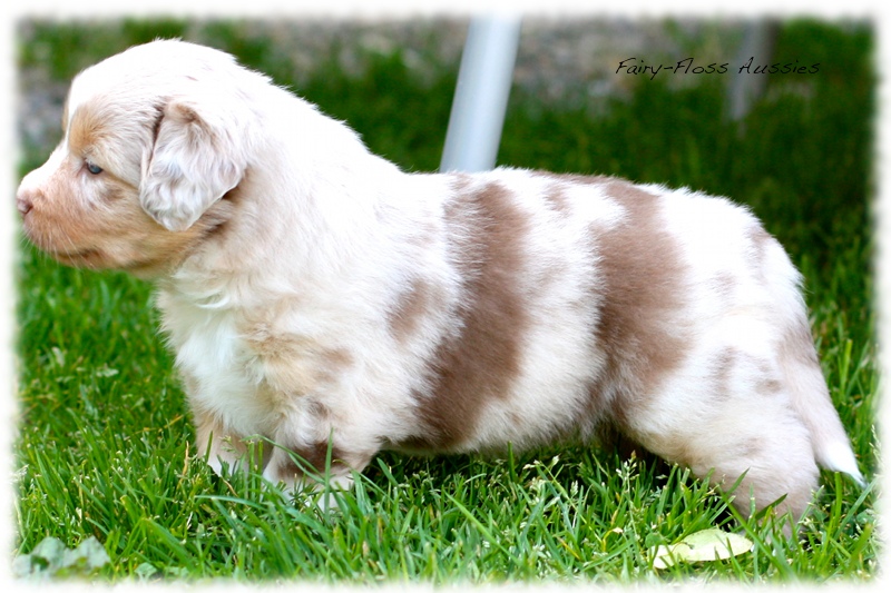 Mini               Aussie Welpen - Mini Aussie Züchter - Gesunde Mini     Aussies