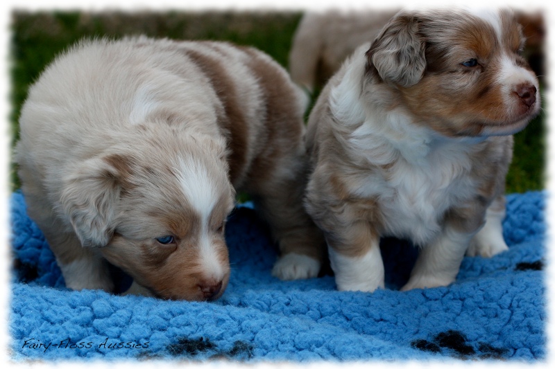 Mini                Aussie Welpen - Mini Aussie Züchter - Gesunde Mini      Aussies