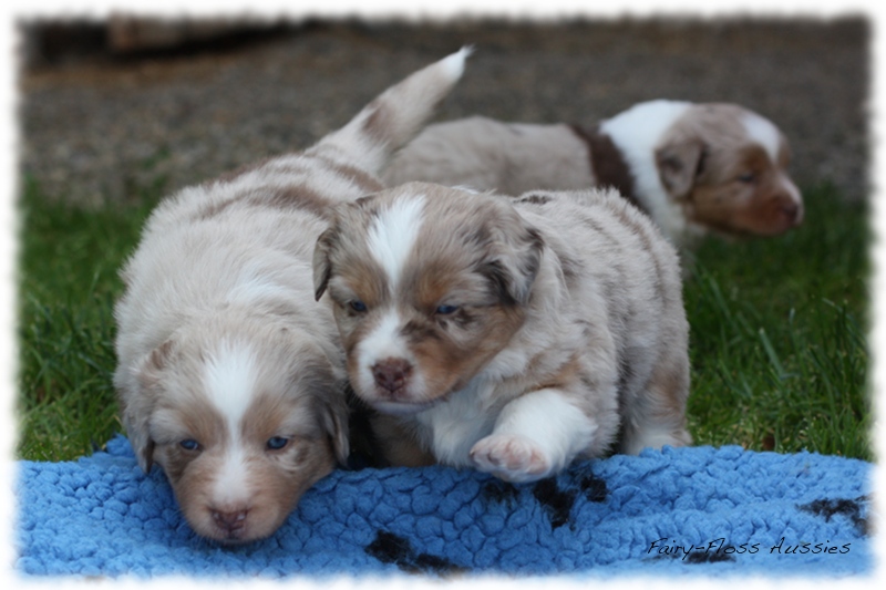 Mini                Aussie Welpen - Mini Aussie Züchter - Gesunde  Mini      Aussies