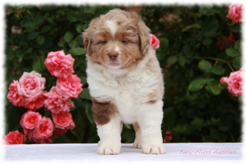 Mini                Aussie Welpen - Mini Aussie Züchter - Gesunde  Mini      Aussies