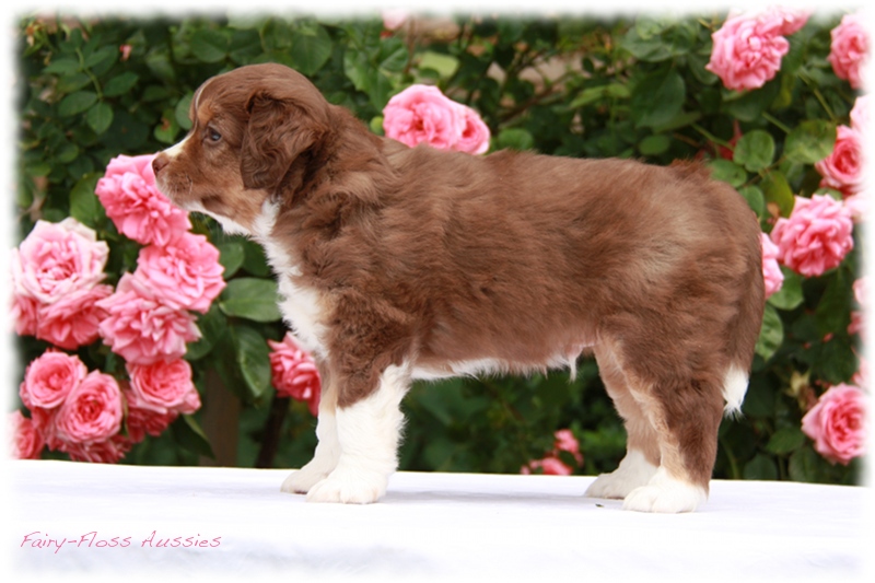 Mini         Aussie Welpen - Mini Aussie Züchter - Gesunde Mini   Aussies