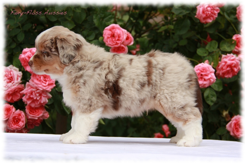 Mini             Aussie Welpen - Mini Aussie Züchter - Gesunde Mini   Aussies