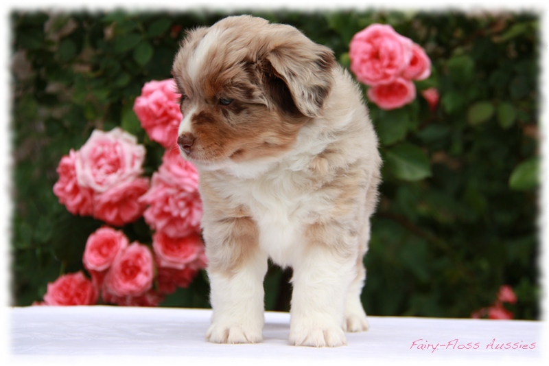 Mini              Aussie Welpen - Mini Aussie Züchter - Gesunde Mini    Aussies