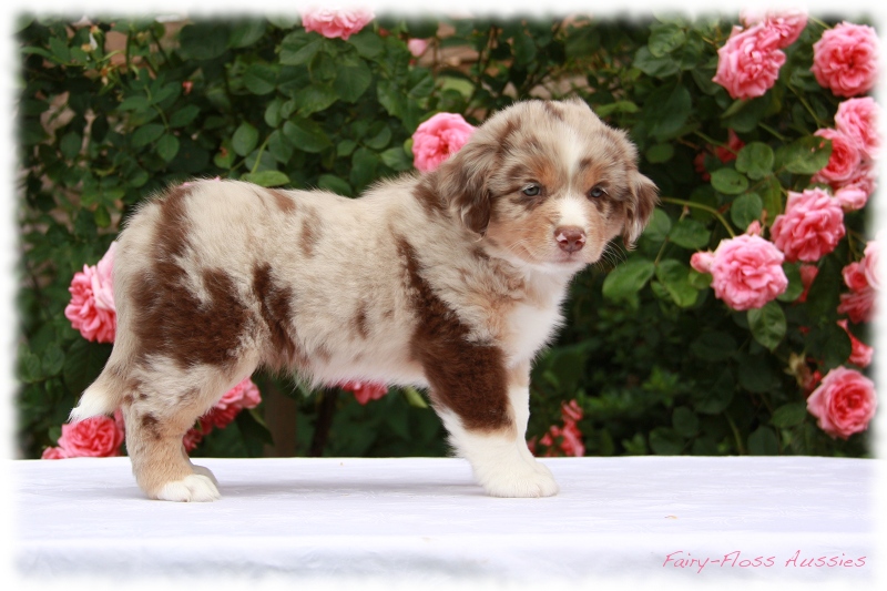 Mini               Aussie Welpen - Mini Aussie Züchter - Gesunde Mini     Aussies