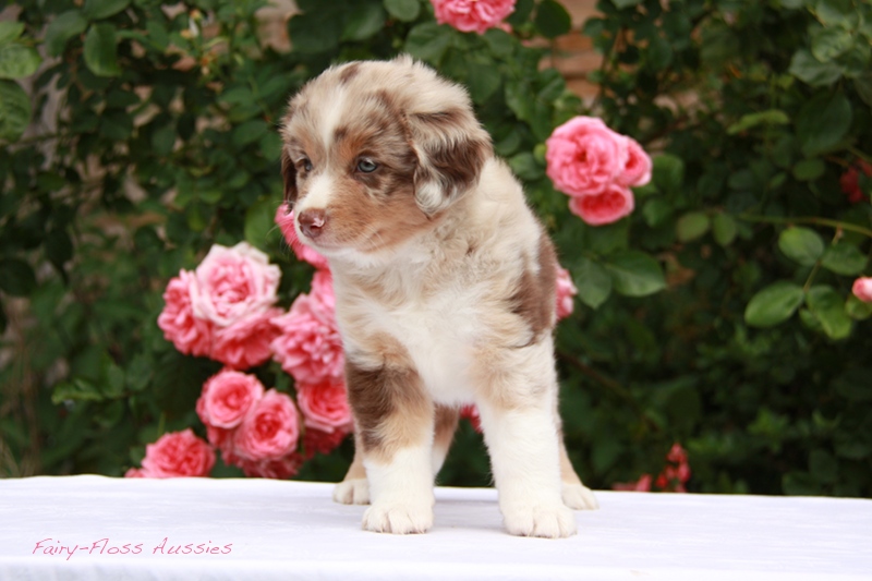 Mini                Aussie Welpen - Mini Aussie Züchter - Gesunde Mini      Aussies