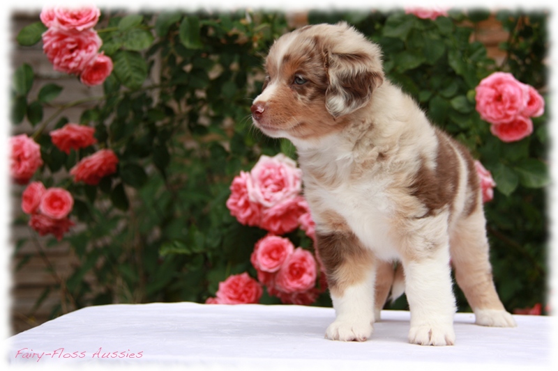 Mini                 Aussie Welpen - Mini Aussie Züchter - Gesunde Mini       Aussies