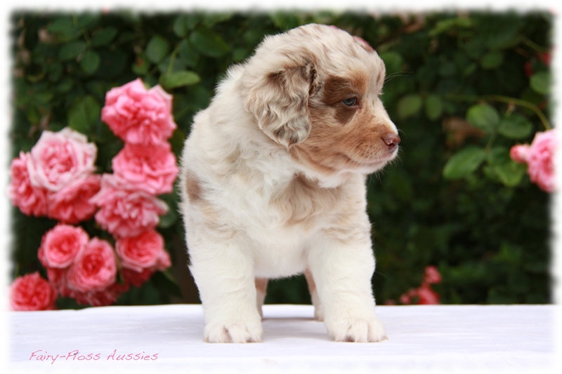 Mini      Aussie Welpen - Mini Aussie Züchter - Gesunde Mini   Aussies