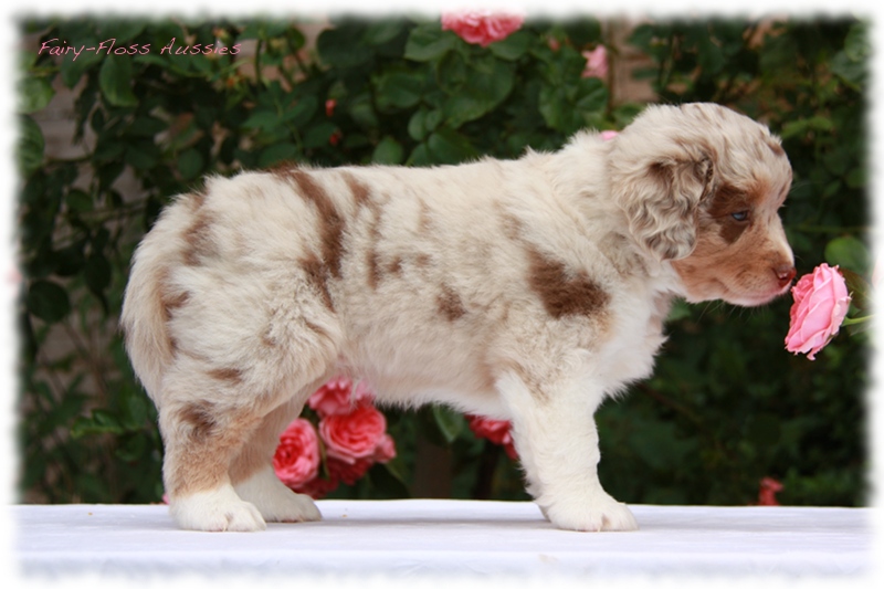 Mini       Aussie Welpen - Mini Aussie Züchter - Gesunde Mini   Aussies