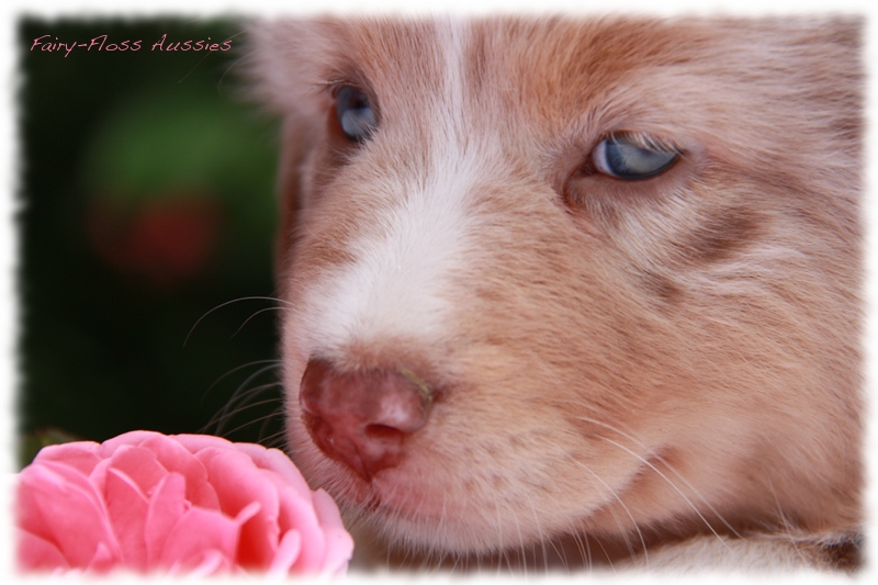 Mini                Aussie Welpen - Mini Aussie Züchter - Gesunde Mini      Aussies