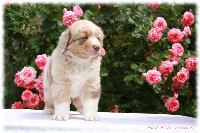 Mini                Aussie Welpen - Mini Aussie Züchter - Gesunde  Mini      Aussies