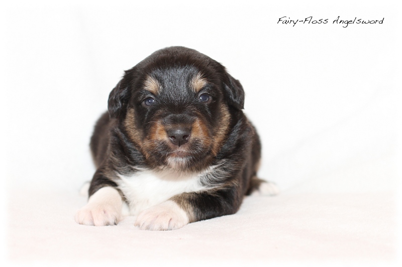 Mini Aussie Welpen - Mini Aussie Züchter - Gesunde Mini Aussies