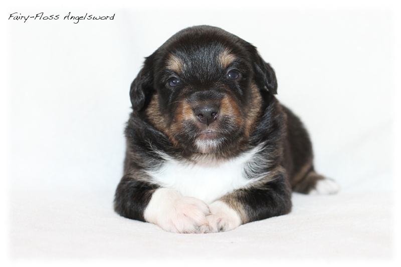 Mini Aussie Welpen - Mini Aussie Züchter - Gesunde Mini Aussies