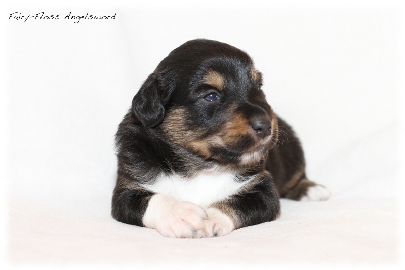 Mini Aussie Welpen - Mini Aussie Züchter - Gesunde Mini Aussies