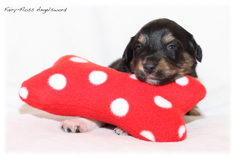 Mini Aussie Welpen - Mini Aussie Züchter - Gesunde Mini Aussies