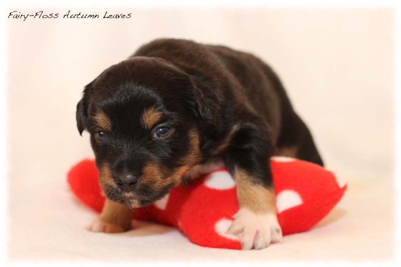 Mini Aussie Welpen - Mini Aussie Züchter - Gesunde Mini Aussies