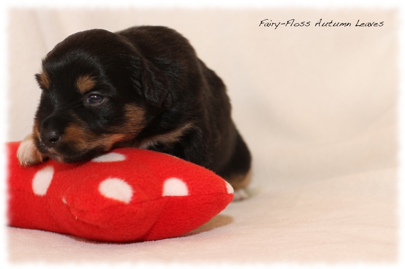 Mini Aussie Welpen - Mini Aussie Züchter - Gesunde Mini Aussies