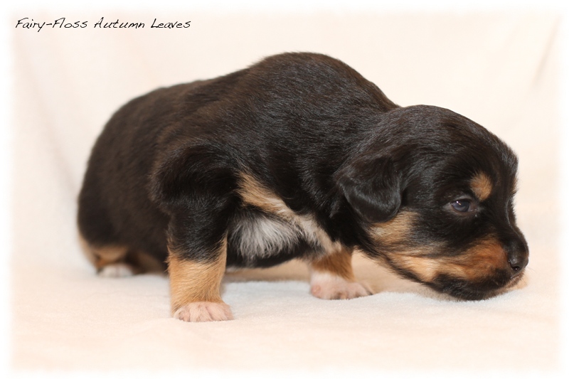 Mini Aussie Welpen - Mini Aussie Züchter - Gesunde Mini Aussies