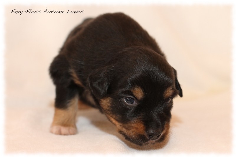 Mini Aussie Welpen - Mini Aussie Züchter - Gesunde Mini Aussies