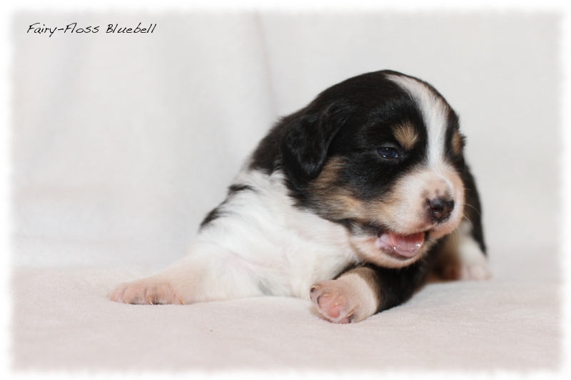 Mini Aussie Welpen - Mini Aussie Züchter - Gesunde Mini Aussies