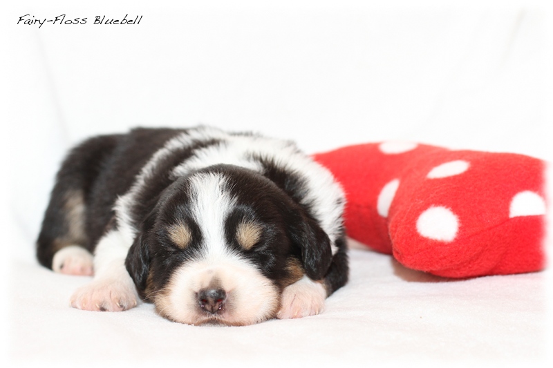 Mini Aussie Welpen - Mini Aussie Züchter - Gesunde Mini Aussies