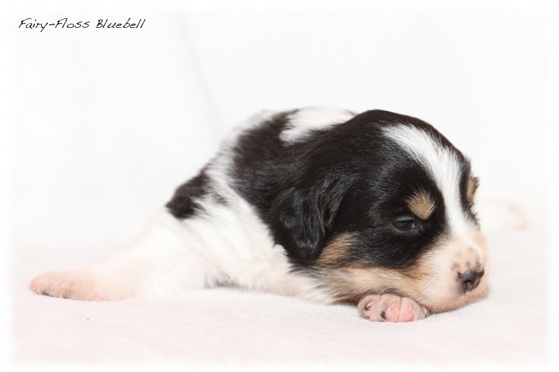 Mini Aussie Welpen - Mini Aussie Züchter - Gesunde Mini Aussies