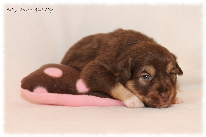 Mini Aussie Welpen - Mini Aussie Züchter - Gesunde Mini Aussies