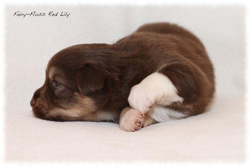 Mini Aussie Welpen - Mini Aussie Züchter - Gesunde Mini Aussies