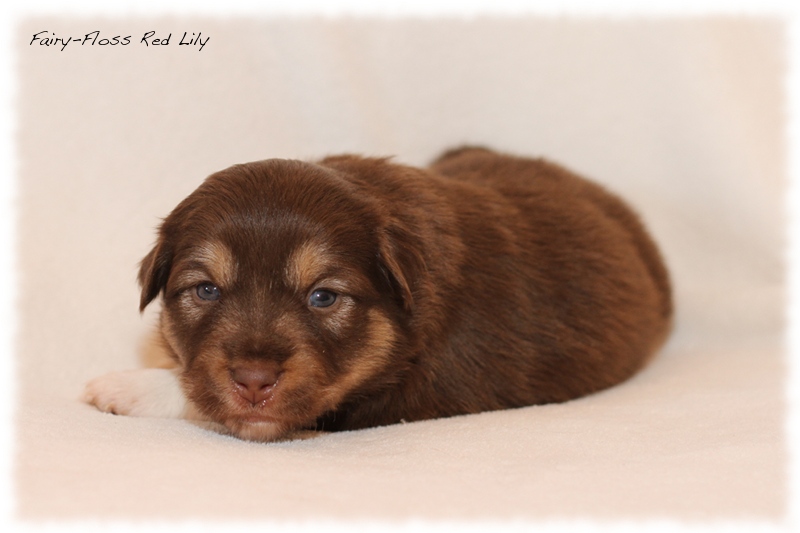 Mini Aussie Welpen - Mini Aussie Züchter - Gesunde Mini Aussies