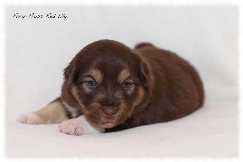 Mini Aussie Welpen - Mini Aussie Züchter - Gesunde Mini Aussies