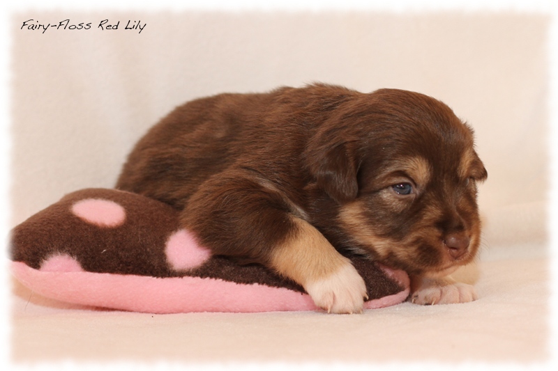 Mini Aussie Welpen - Mini Aussie Züchter - Gesunde Mini Aussies