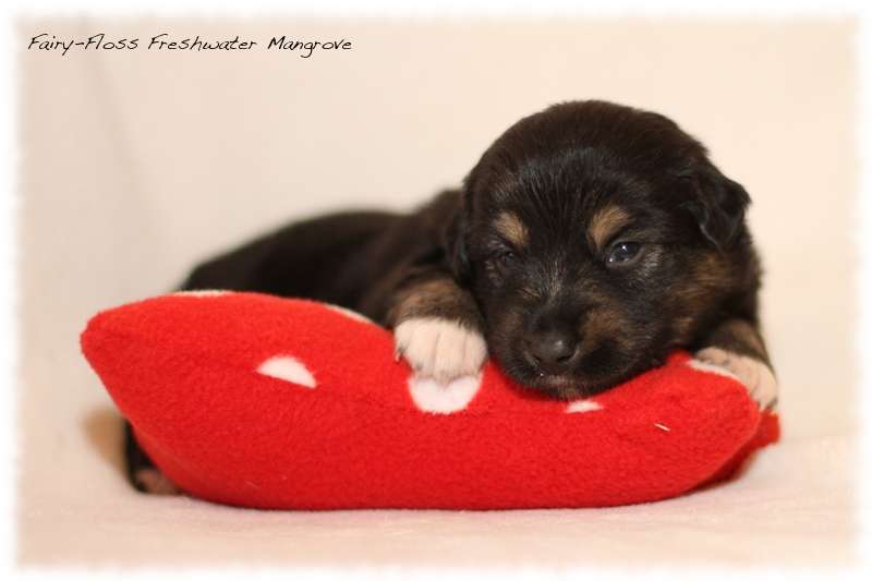 Mini Aussie Welpen - Mini Aussie Züchter - Gesunde Mini Aussies