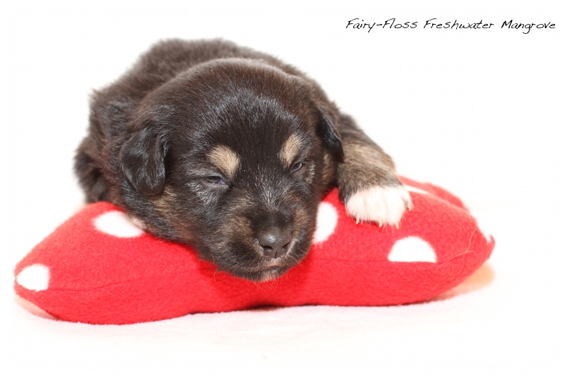 Mini Aussie Welpen - Mini Aussie Züchter - Gesunde Mini Aussies