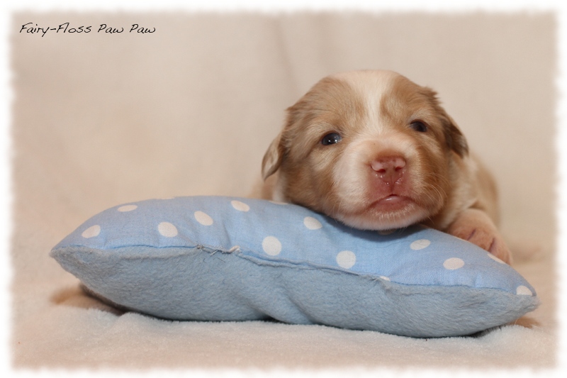 Mini Aussie Welpen - Mini Aussie Züchter - Gesunde Mini Aussies