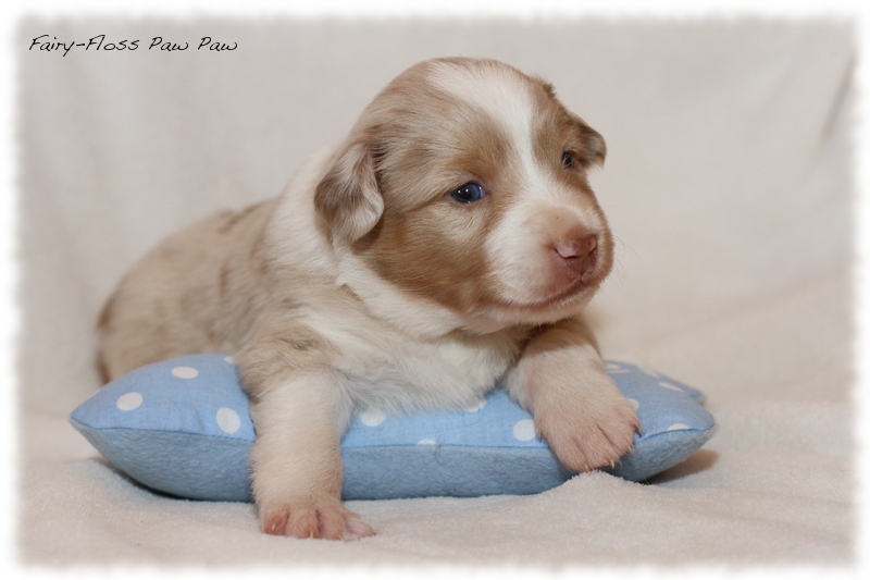 Mini Aussie Welpen - Mini Aussie Züchter - Gesunde Mini Aussies