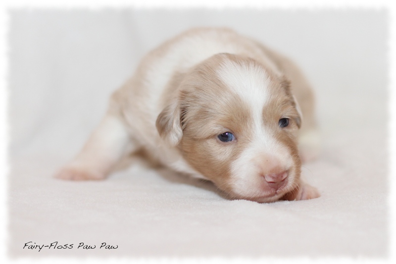 Mini Aussie Welpen - Mini Aussie Züchter - Gesunde Mini Aussies