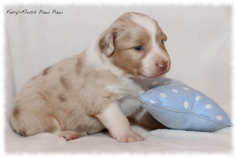 Mini Aussie Welpen - Mini Aussie Züchter - Gesunde Mini Aussies