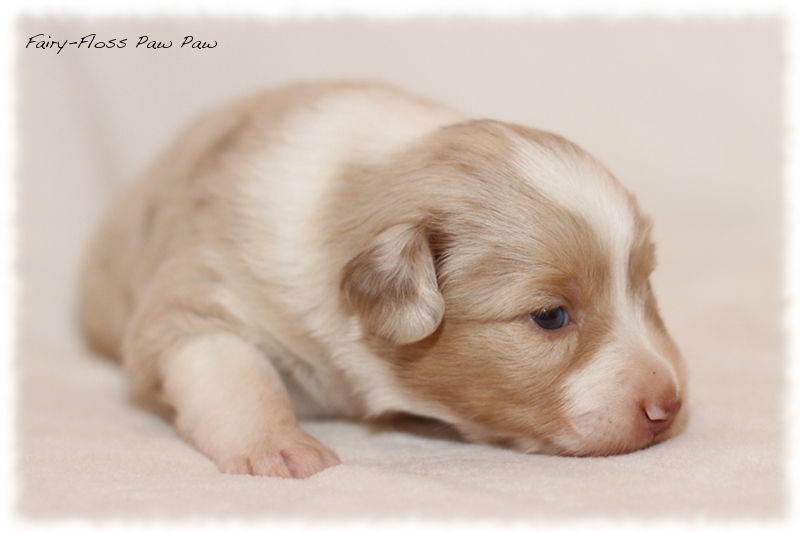 Mini Aussie Welpen - Mini Aussie Züchter - Gesunde Mini Aussies