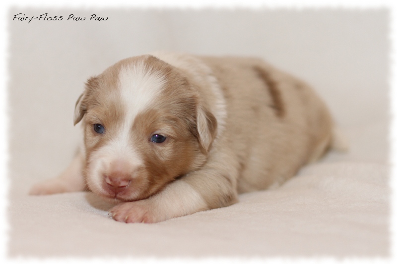 Mini Aussie Welpen - Mini Aussie Züchter - Gesunde Mini Aussies