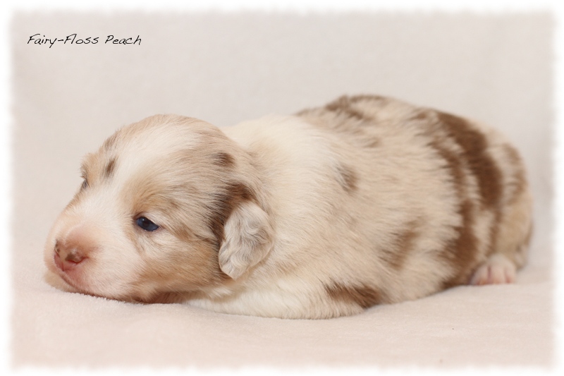 Mini Aussie Welpen - Mini Aussie Züchter - Gesunde Mini Aussies