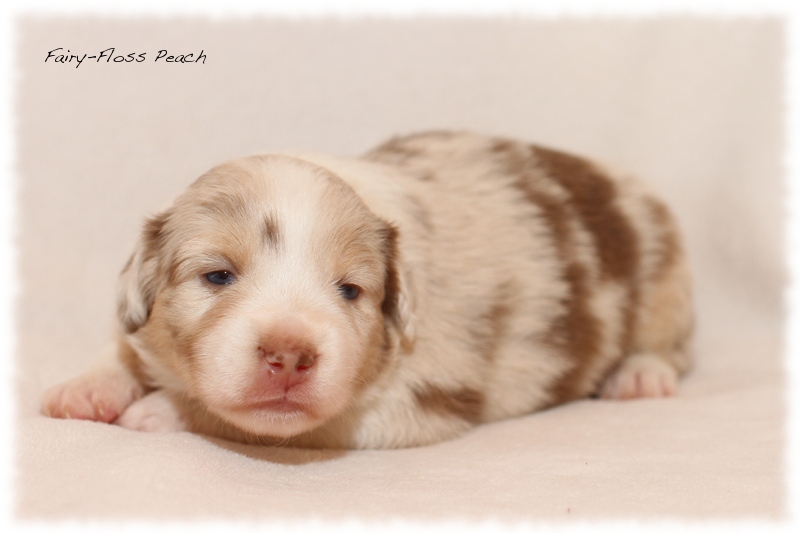 Mini Aussie Welpen - Mini Aussie Züchter - Gesunde Mini Aussies