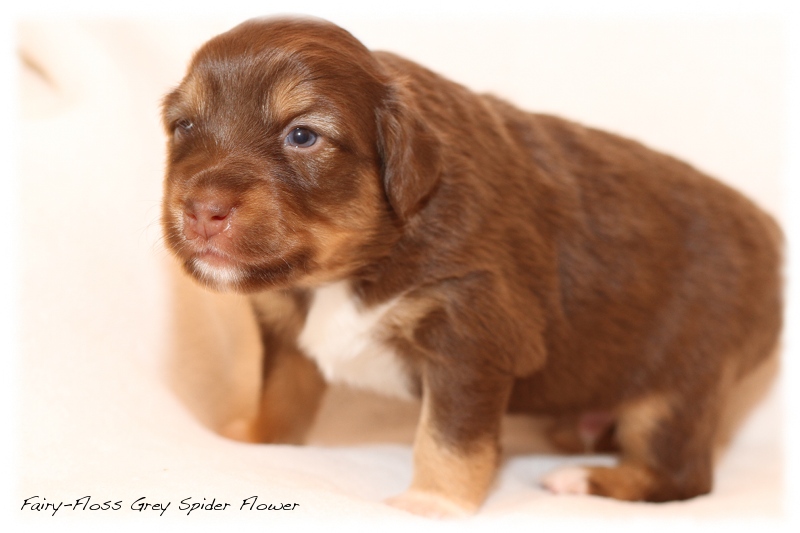 Mini Aussie Welpen - Mini Aussie Züchter - Gesunde Mini Aussies