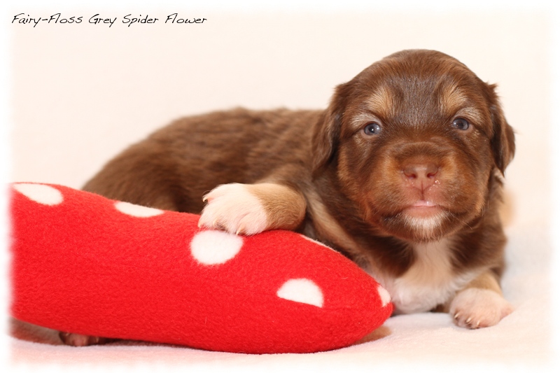 Mini Aussie Welpen - Mini Aussie Züchter - Gesunde Mini Aussies