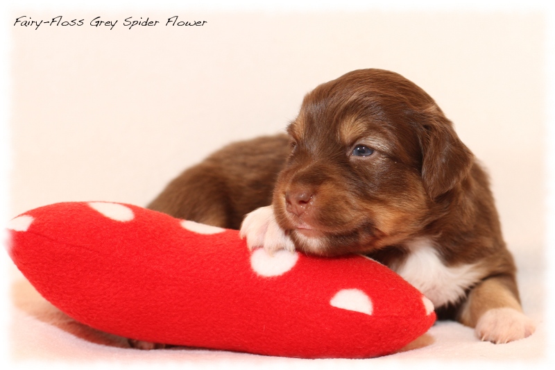 Mini Aussie Welpen - Mini Aussie Züchter - Gesunde Mini Aussies