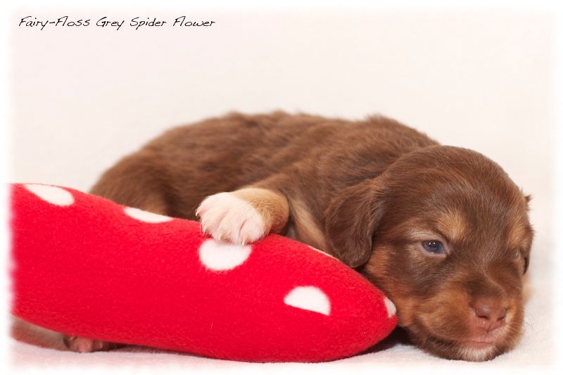 Mini Aussie Welpen - Mini Aussie Züchter - Gesunde Mini Aussies